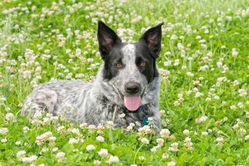 Texas Heeler Dog: Raceinformation, billeder, personlighed & Fakta