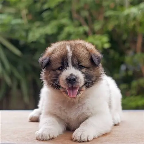 thai bangkaew puppy