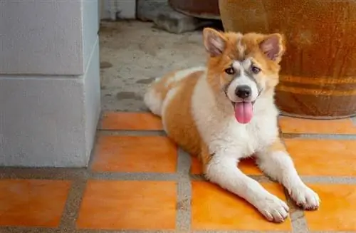 Thai Bangkaew: Dog Breed Info, Pictures, Personality & Facts