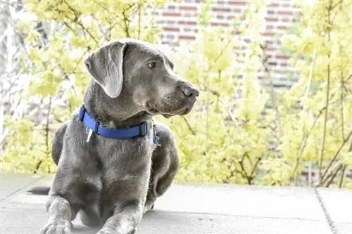 Silver Lab met blou kraag