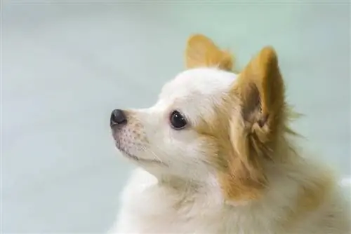 Shiranian (Pomeranian & Shih-Tzu Mix): Info, bilder, trekk & Fakta