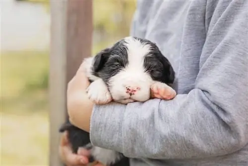 Border-Aussie hvalp