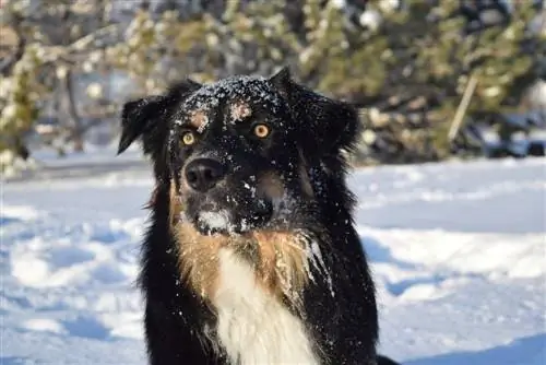 Border-Aussie