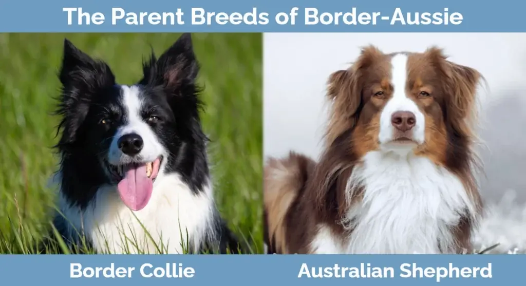 Border-Aussie vecāku šķirnes