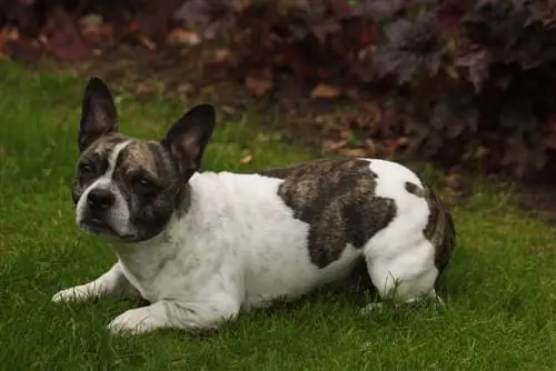 Bullhuahua français