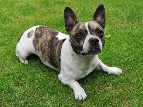 Fransk Bullhuahua (Fransk Bulldog & Chihuahua Mix): Info, plejevejledning & Billeder