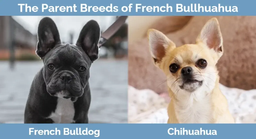 Les races parentales du French Bullhuahua