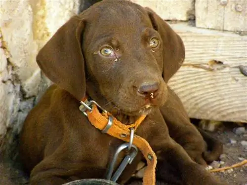 lab pointer puppy