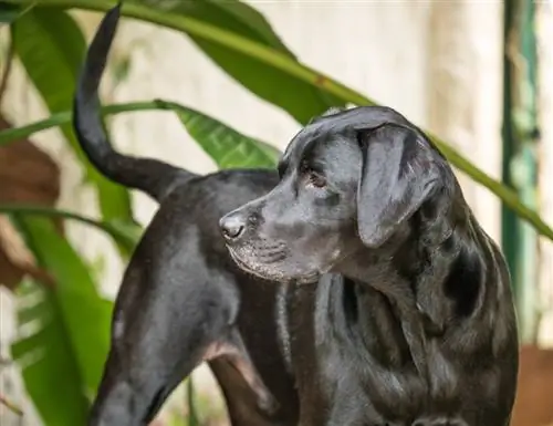 Lab Pointer (English Pointer & Labrador Mix): informações, fotos, fatos