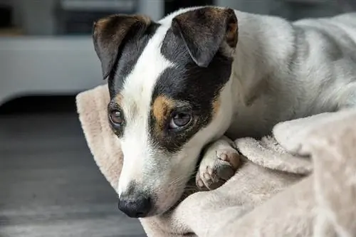 Jack-A-Bee (Beagle & Jack Russell Terrier Mix): Info, billeder, fakta