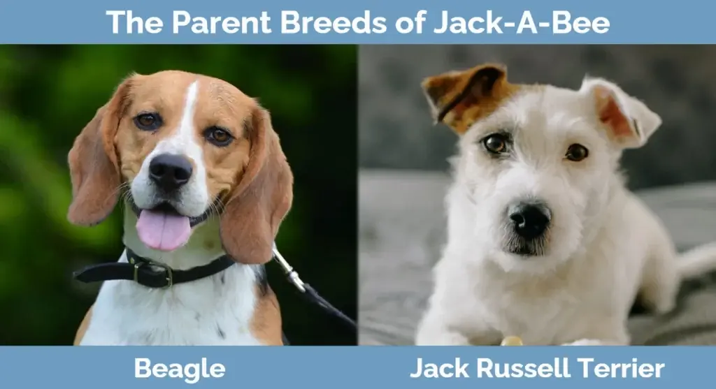 Ang magulang ay nag-breed ng Jack-A-Bee