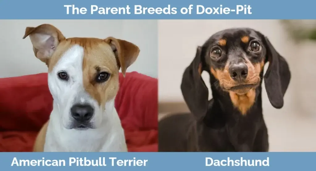 พ่อแม่พันธุ์ของ Doxie-Pit