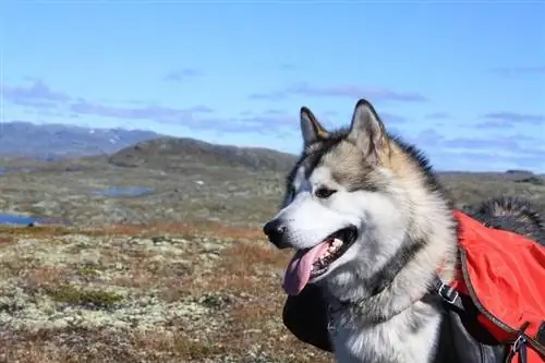 malamute do alasca gigante