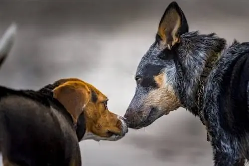 boop de beagle à talon bleu