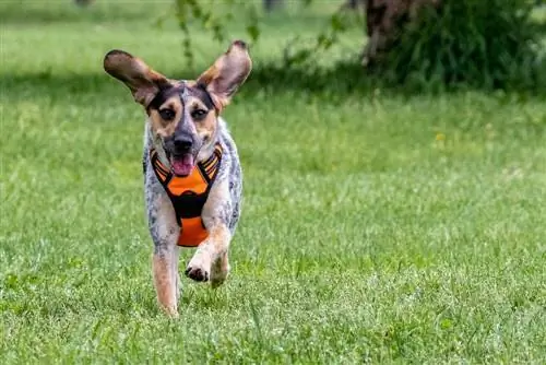 Blue Heeler & Beagle Mix: معلومات ، صور ، سمات