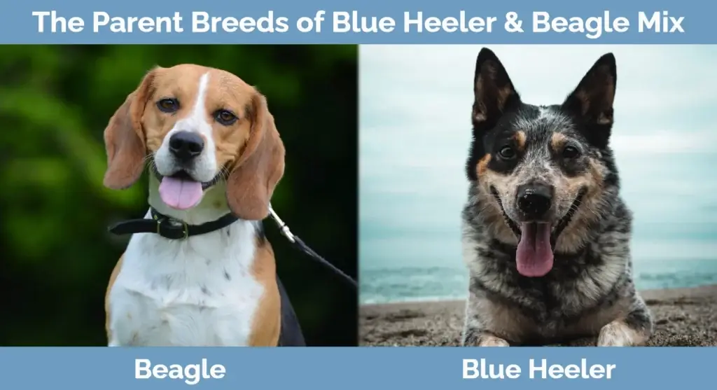 De ouderrassen van Blue Heeler & Beagle Mix