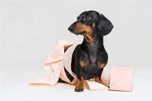 ягаан ариун цэврийн цаас бүхий dachshund