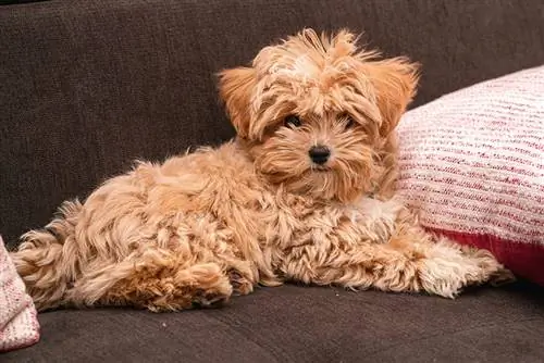 Liten brun fluffy hund m altipoo ligger mellom to puter på sofaen