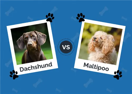 Dachshund vs M altipoo: Care este potrivit pentru mine? (Cu imagini)