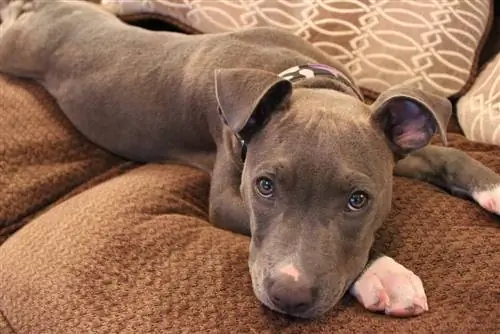 cachorro de pitbull de nariz azul