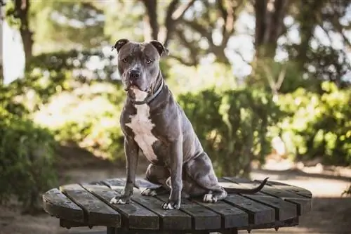 Blue Nose Pitbull: Interessante Fakten, Informationen, Bilder, Eigenschaften & Welpen