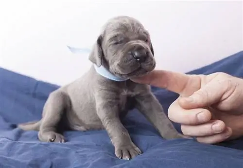 cachorro gran danés azul