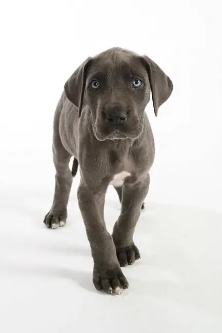 Cachorro de gran danés azul