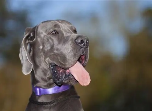 kelabu biru great dane