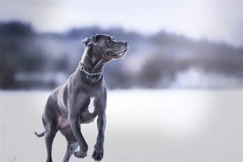 Blue Great Dane: معلومات ، صور ، حقائق مثيرة للاهتمام & المزيد