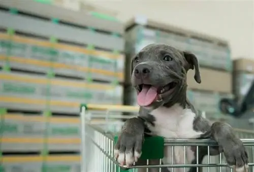 Cão American Pit bull Terrier dentro de um carrinho de compras