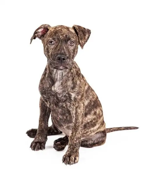 brindle pitbull hondjie