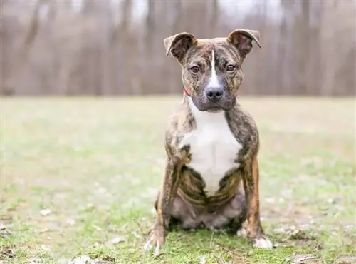 Brindle pit bull гөлөг