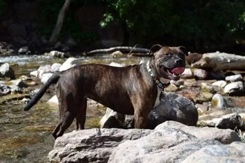 brindle pit bull River