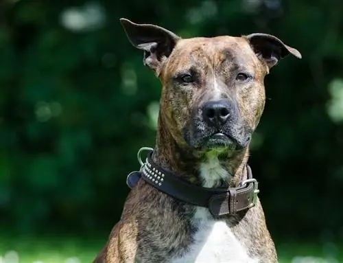 гадаа brindle pit bull