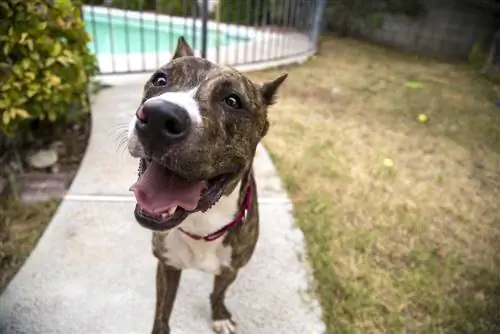 Brindle Pitbull Dog: Impormasyon ng Lahi, Mga Larawan, Personalidad & Mga Katotohanan