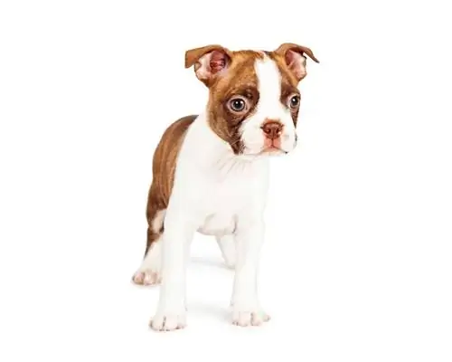 piros színű hét hetes bostoni terrier kiskutya_Susan Schmitz_shutterstock