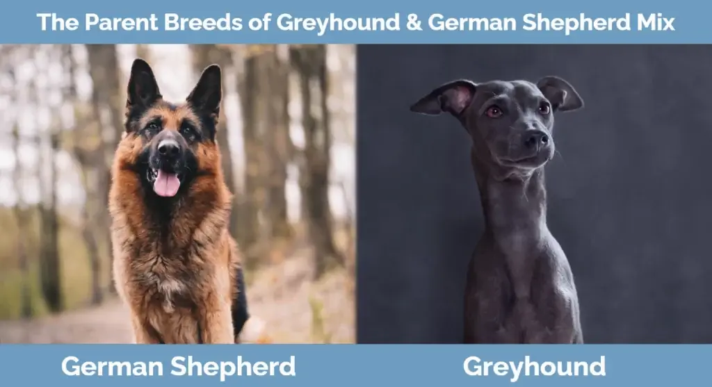 Greyhound & German Shepherd Mix-ի մայր ցեղատեսակները