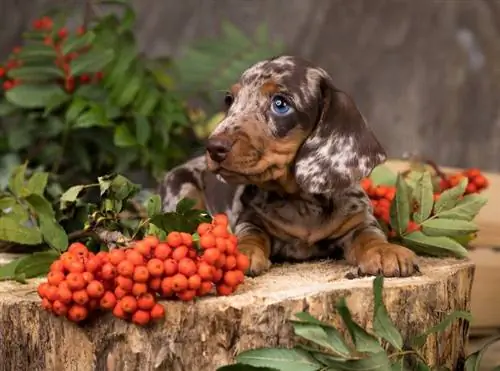 kırmızı alacalı dachshund köpek yavrusu