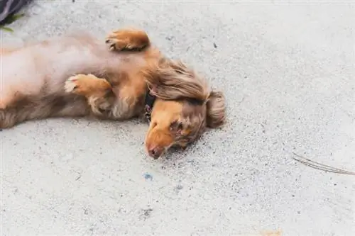 κόκκινο δαχτυλό dachshund στην πλάτη