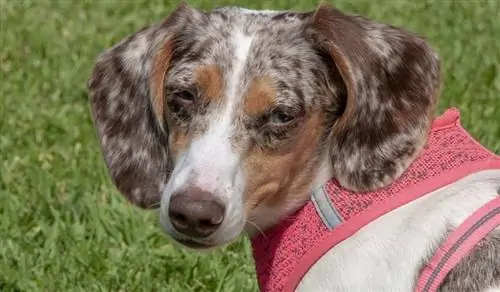 Raça de gossos Dachshund Red Dapple