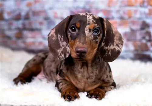 Dapple Dachshund Nyekundu: Taarifa kuhusu Uzazi wa Mbwa, Picha, Sifa, Ukweli