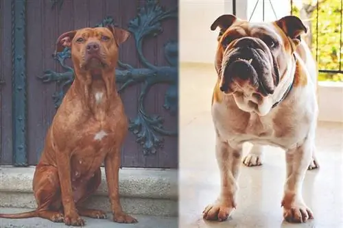 Angļu buldogs & Pitbull Mix: informācija, attēli, fakti, iezīmes