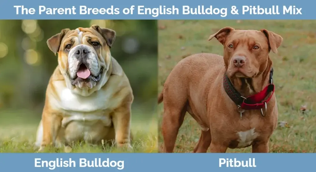 Les races parentales de English Bulldog & Pitbull Mix