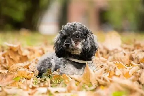 Teacup Poodle Breed