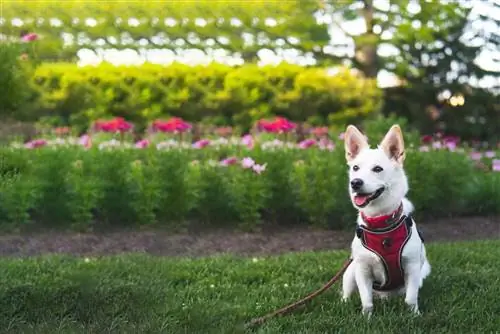 Siborgi (Corgi & Husky Mix): Info, bilder, & Fakta