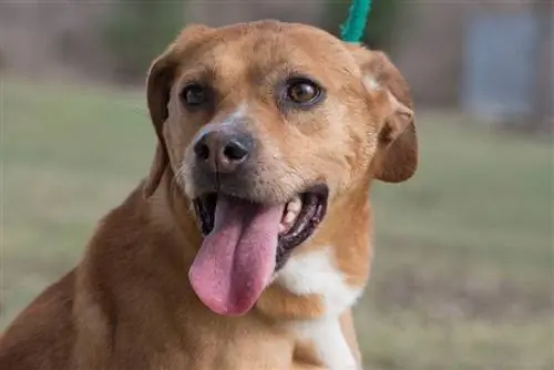 Qızıl Bull (Bulldog & Golden Retriever Mix): Məlumat və Şəkillər