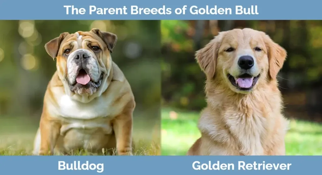 Las razas progenitoras de Golden Bull