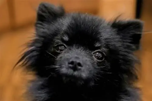 cachorrinho pomeranian preto