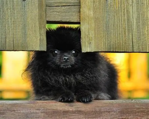 Pomerânia negra