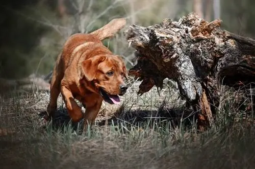 Red Fox Labrador Retriever: Informació sobre la raça, Imatges & Trets